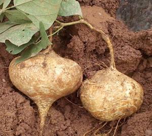 土瓜熟吃怎么吃,多样美味，尽享田园风味